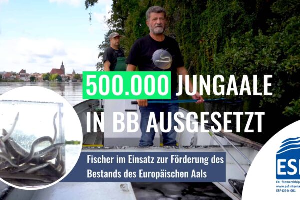 Brandenburger Fischer im Einsatz für den Aal – Warum der Besatz von 0,5 Mio. Aalen so wichtig ist! – Der Film