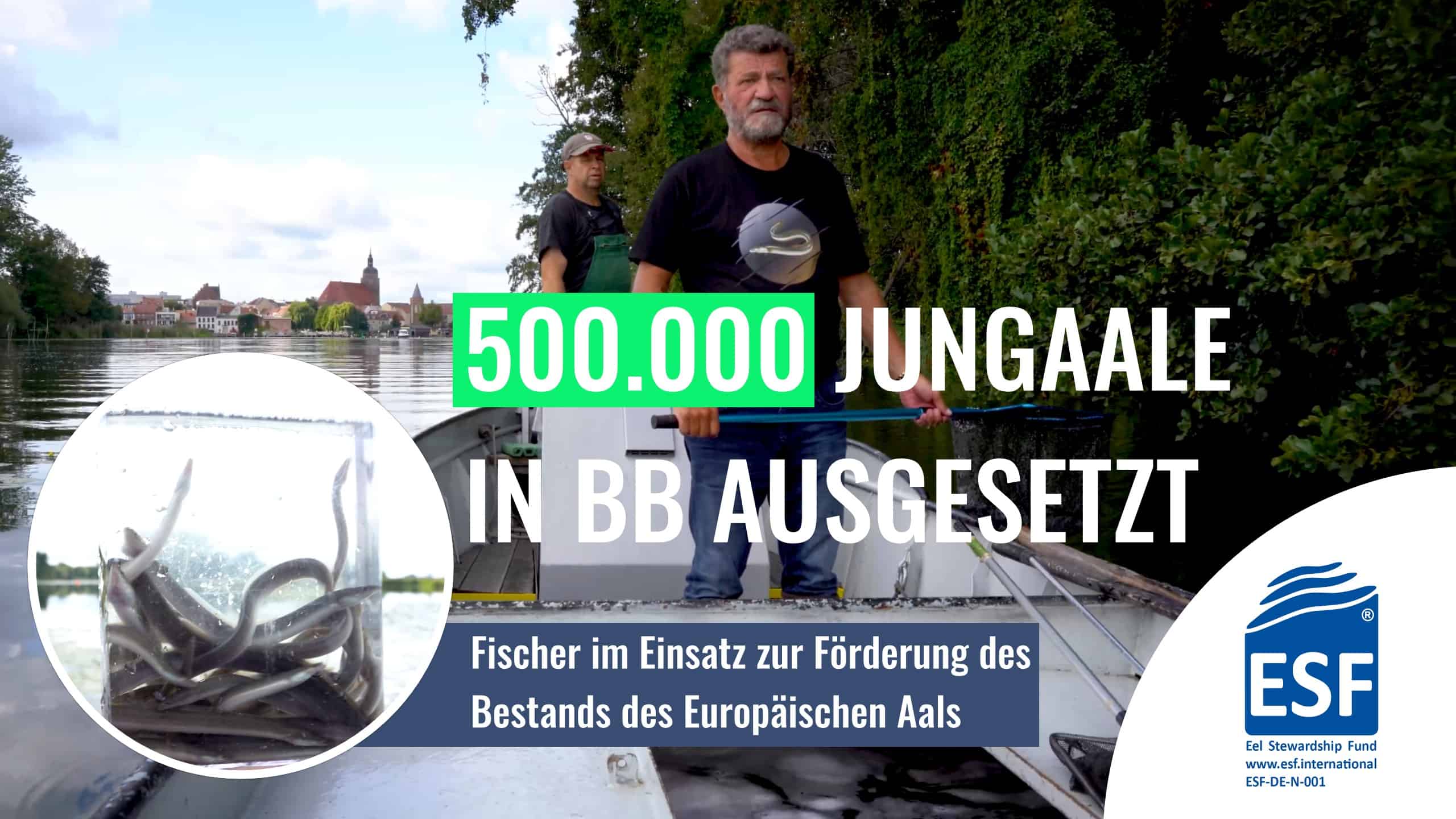 Read more about the article Brandenburger Fischer im Einsatz für den Aal – Warum der Besatz von 0,5 Mio. Aalen so wichtig ist! – Der Film