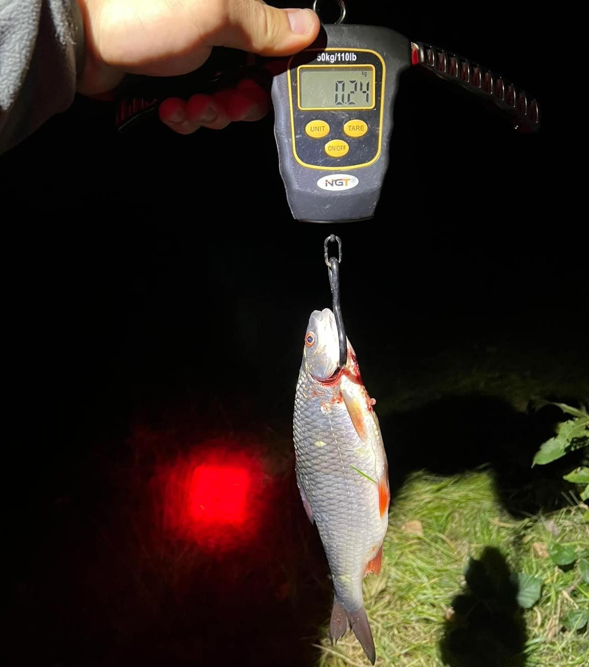 Rotauge 27cm, 240g ASV BremerhavenUnterweser e. V.